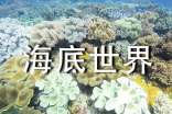 大班《海底世界》教案