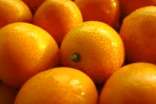 金桔的功效與作用禁忌