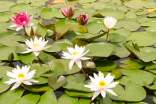 睡蓮的花語