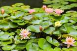 睡蓮的花語有什么含義
