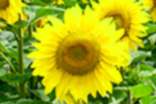 向日葵的花語(yǔ)與寓意說(shuō)說(shuō)