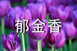 郁金香隨筆散文(通用12篇)