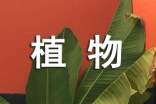 描寫植物隨筆(通用14篇)
