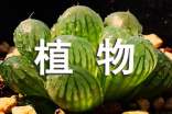 《植物媽媽有辦法》教學(xué)反思范文(精選9篇)