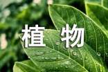植物媽媽有辦法的教學(xué)設(shè)計(jì)范文