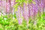 關(guān)于紫藤花作文4篇