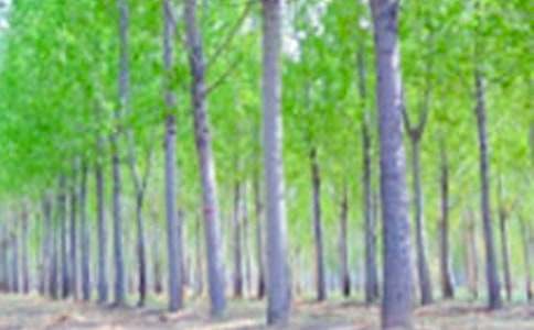 白楊禮贊仿寫作文