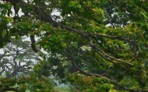 《白楊》讀后感匯編15篇