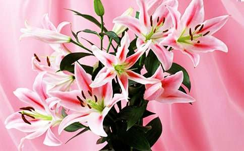 百合花的各種花語(yǔ)意義