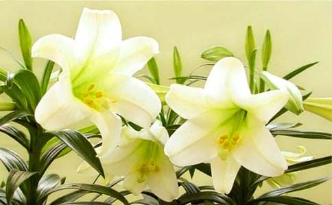 �ٺϻ��Ļ��Z��˼