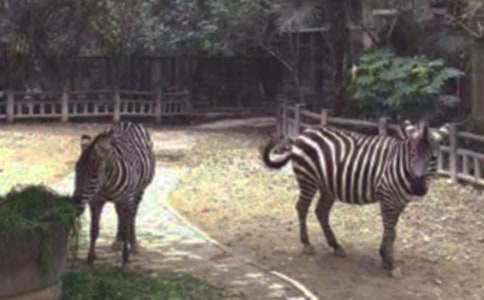 文明禮讓斑馬線倡議書(shū)集錦15篇