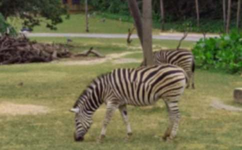 �����Y׌���R�����h��