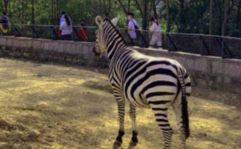 �P(gu��n)�������Y׌���R�����h��