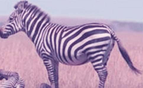 文明禮讓斑馬線倡議書集合15篇