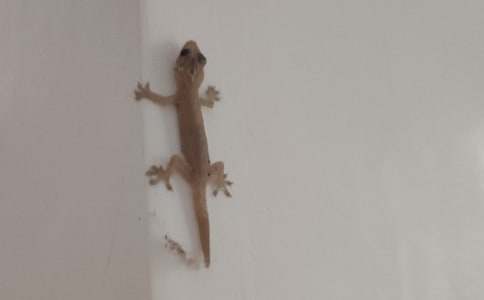 小壁虎借尾巴教案15篇【必備】