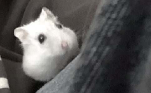 ���xС�}���������ĺϼ�ʮƪ