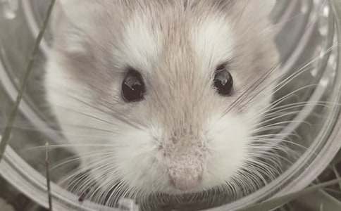 �ɐ۵Ă}(c��ng)�����ģ����]��