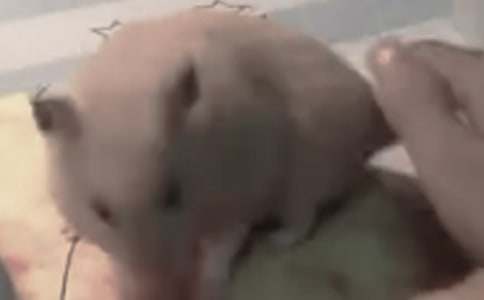 ���xС�}���������ĺϼ�10ƪ