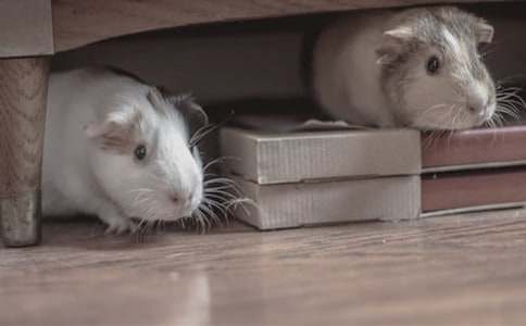 ���õ�С�}���������ĺϼ�9ƪ