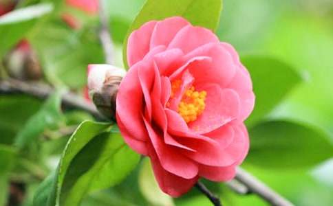 �軨ٝ���ģ����ϣ�