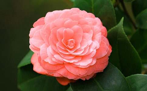 ��ɽ�軨�������\��[3ƪ]