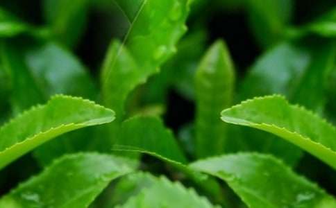 茶葉品牌營銷策劃書