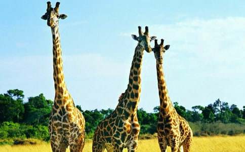 �L�i¹���̰�