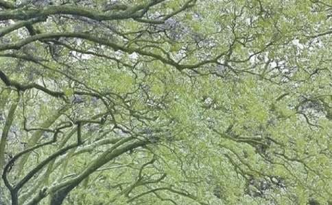 �e�ӵ��ഺ�L������9ƪ