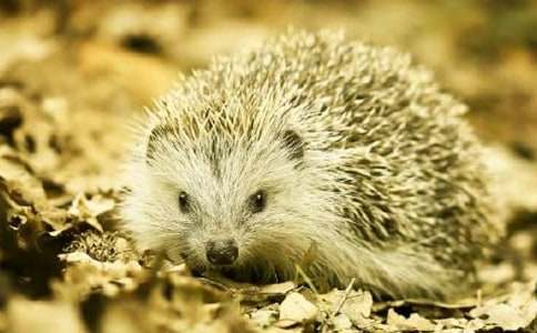 �ɐ۵�С���С��̰�