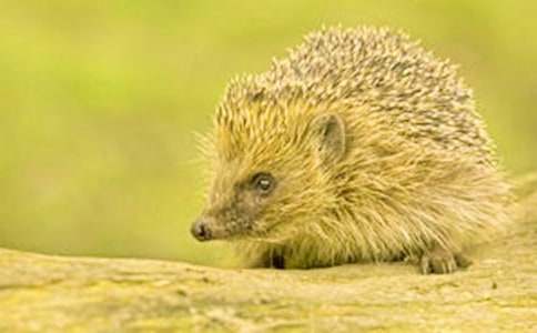 刺猬一家的托班區(qū)域游戲教案