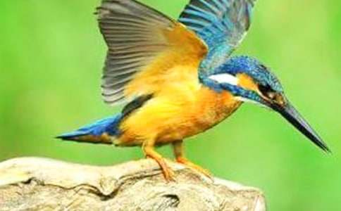 ���B(ni��o)�̰���ƪ