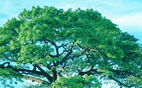 我愛大樹和小花教案