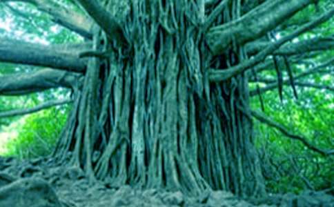 秋天的大樹(shù)小班教案