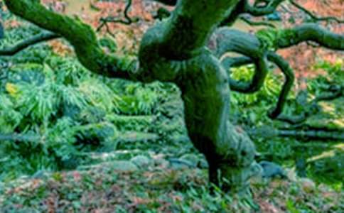 心中的大樹作文