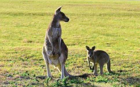 �������Α�̰�