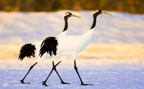 �������ĵ���Q���̰�