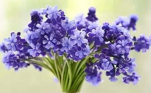 �L(f��ng)���ӵĻ��Z��ʲô��˼