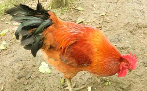 金雞冠的公雞教案集合6篇