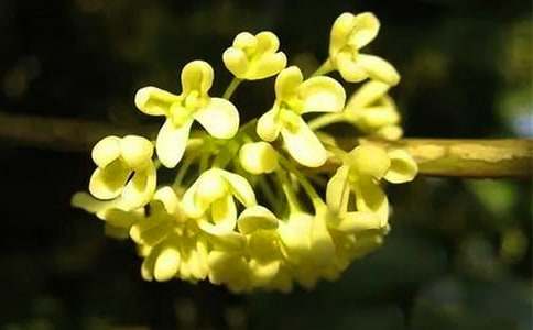 桂花的花語含義及傳說故事介紹