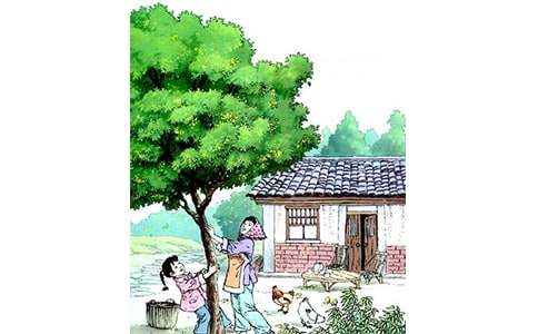 《桂花雨》教案范文(通用9篇)