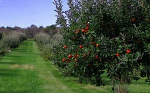 果園轉(zhuǎn)讓合同