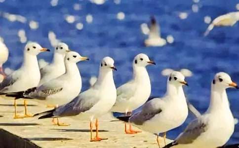 海鷗喬納森讀后感15篇【優(yōu)秀】