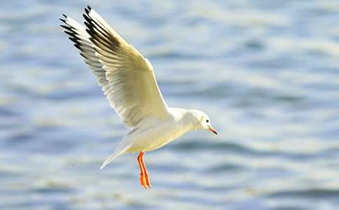 �����t�̼{ɭ���x���(���\15ƪ)