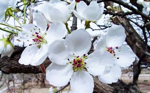 大魚海棠觀后感【熱】