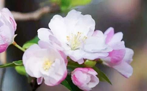 《大魚(yú)海棠》觀后感【精】