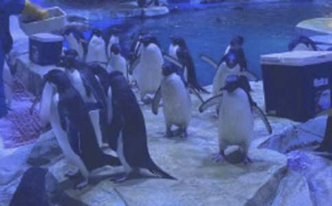 香港海洋公園導(dǎo)游詞4篇