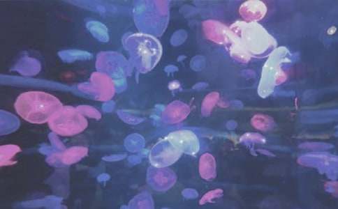 海洋公園的導(dǎo)游詞