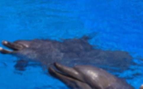 ������˽̰�