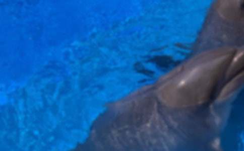 藍(lán)色海豚島讀后感15篇