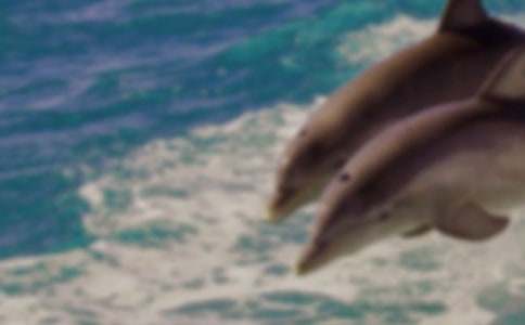 藍(lán)色的海豚島讀后感合集(15篇)